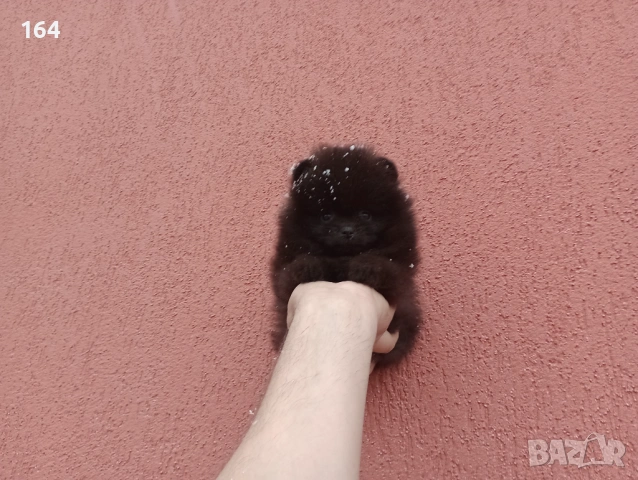 Померан. Реални снимки от 01.02.26 г. , снимка 4 - Померан - 53308040