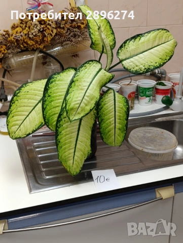  Дифенбахия , снимка 4 - Стайни растения - 46264327