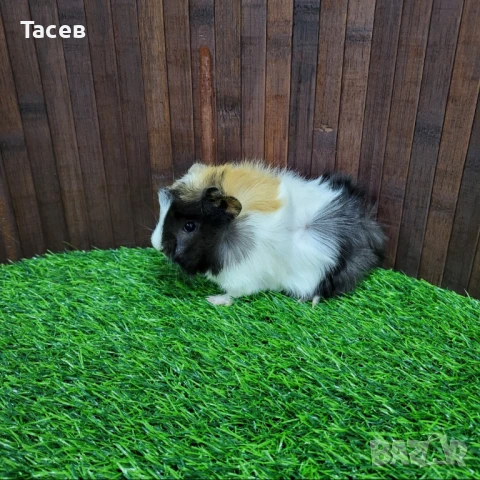 Морски свинчета, снимка 1