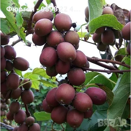 Червено киви - Налични 4 сорта Студоустойчиви, снимка 4 - Разсади - 49381602