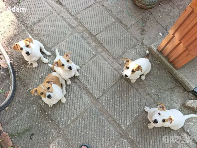 Джак Ръсел Jack Russell