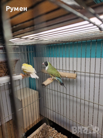 Чифт гулдови амадини, снимка 18 - Амадини - 52976074