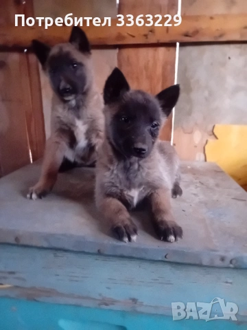 Продавам белгийски овчарки , снимка 2 - Белгийска овчарка - 53204577