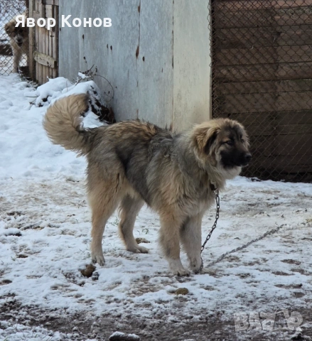 Каракачанки, снимка 2 - Каракачанска овчарка - 54006772