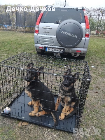 Породисти немски овчарки