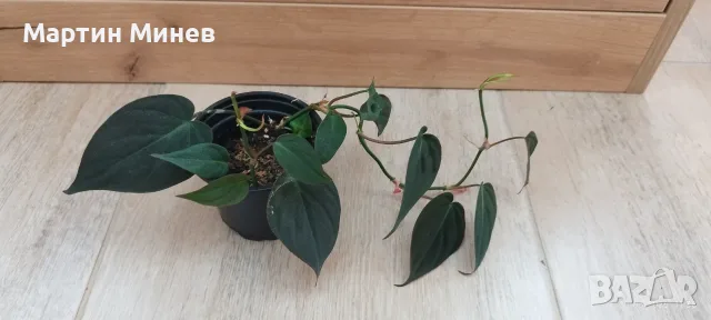 Филодендрон (Philodendron) / Сингониум (Syngonium), снимка 3 - Стайни растения - 47059632