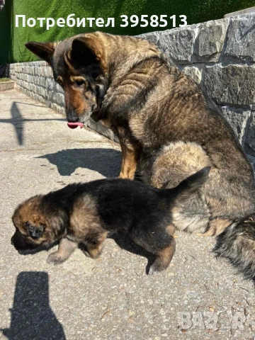 Продавам кучета, снимка 7 - За кучета - 53910381