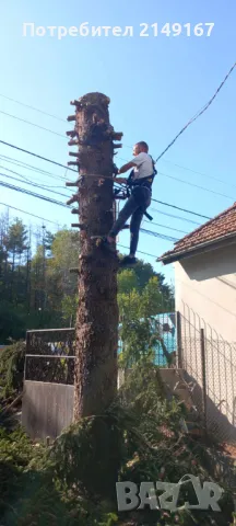 Рязане на опасни дървета всякакви 