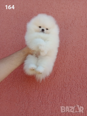 Померан. Чисто бяло момче. Клип., снимка 3 - Померан - 52725199