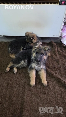 немски овчарки, снимка 11 - Немска овчарка - 52222806