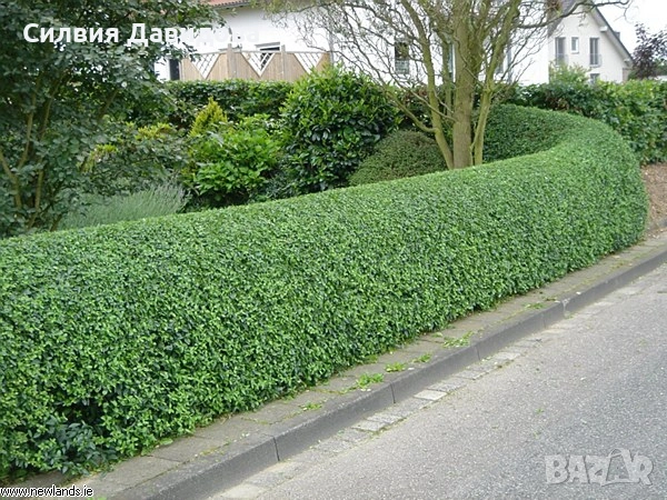 0.70 лв Лигуструм на корен, снимка 7 - Градински цветя и растения - 52023071