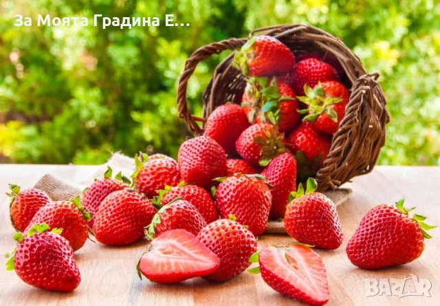 Ягода - Каскадна 24 сорта, снимка 2 - Градински цветя и растения - 54020780