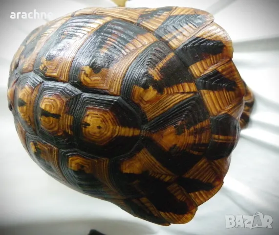 Оригинална стара лампа от костенурка, снимка 3 - Антикварни и старинни предмети - 47998830