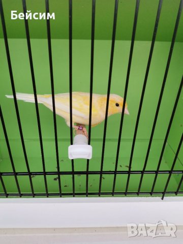 Канари, снимка 2 - Канари - 39417016