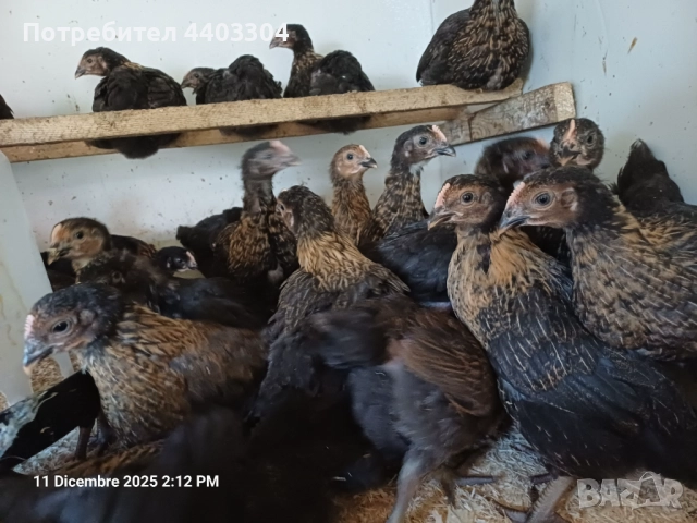 Пилета супер харко само женски 