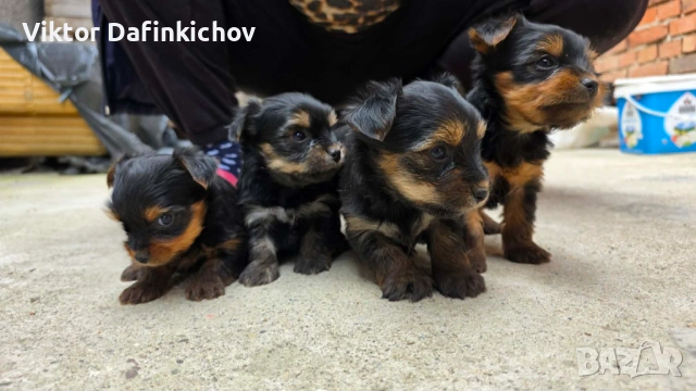 Мини йорки, снимка 8 - Йоркширски териер - 54316527