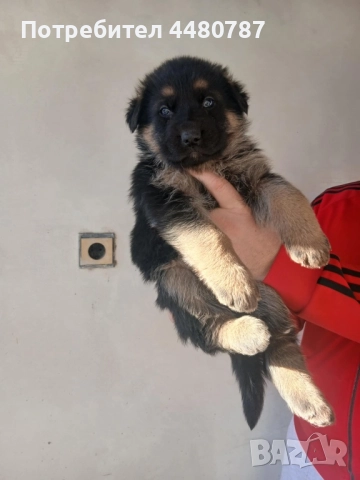 Чистокръвни немски овчарки , снимка 5 - Немска овчарка - 52947702