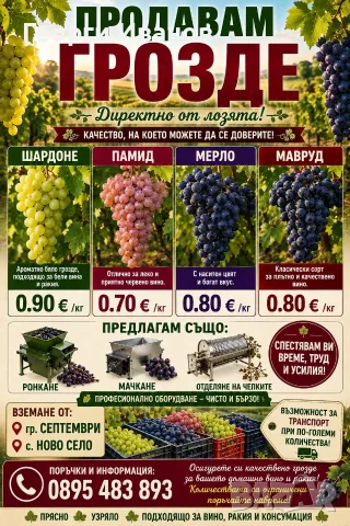 Грозде шардоне, мерло и мавруд 