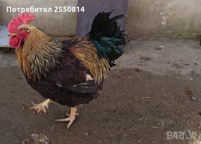 Оплодени яйца от породисти Катунски кокошки, снимка 8 - Кокошки и пуйки - 27672918