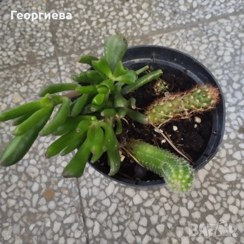 хатиора, каучуково дърво, кактуси и сукуленти, снимка 2 - Стайни растения - 51254705