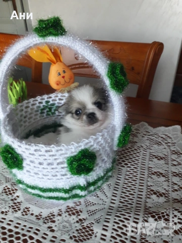 Великденска Супер Изгодна Цена, снимка 6 - Померан - 54110880