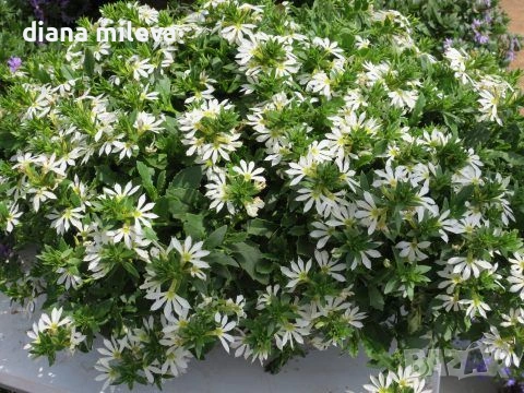 Скаевола - лилава, бяла и розова!!, снимка 5 - Градински цветя и растения - 54161547