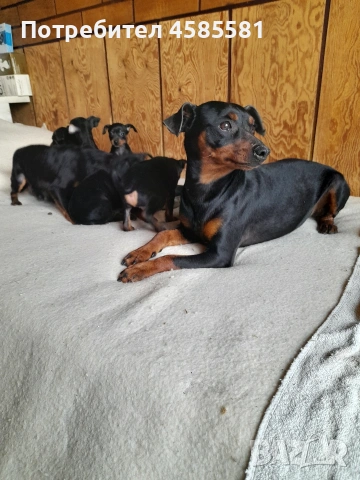 Сърнисти пинери, снимка 11 - Пинчер - 52995417