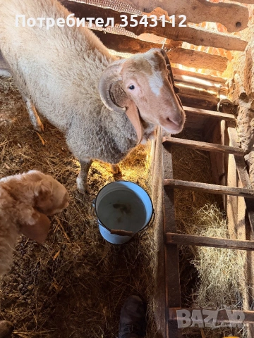 Овен, снимка 3 - Овце - 53168035