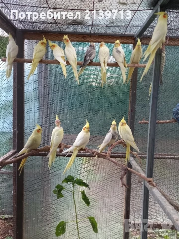 Продавам папагали млади Корели от 2025 г., снимка 2 - Папагали - 50449957