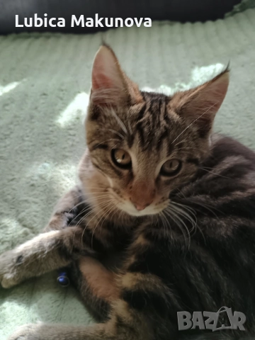 Безплатно, снимка 2 - Мейн кун - 52004434