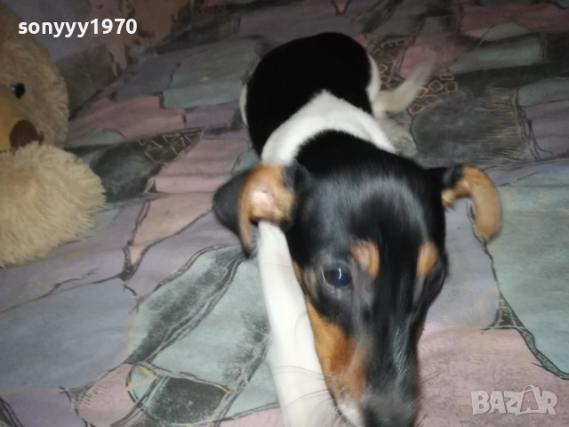 ВНУЧКА НА СНУПИ,ДЪЩЕРЯ НА ДЖАК ОТ ВИДИН 0412251506, снимка 11 - Джак ръсел териер - 52651296