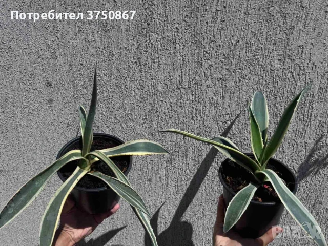 🌿 💞🌼 Столетник (Agave americana ‘Variegata’), снимка 2 - Градински цветя и растения - 51013751