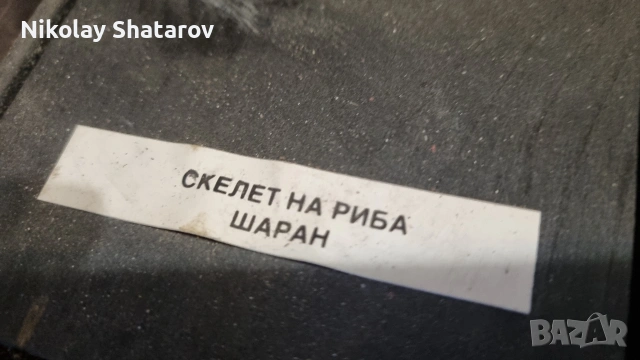 Анатомичен модел. шаран , снимка 3 - Такъми - 53911648