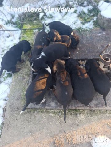 Продават се малки кученца порода ,,БЪЛГАРСКО ГОНЧЕ,,, снимка 2 - Гонче - 53155479
