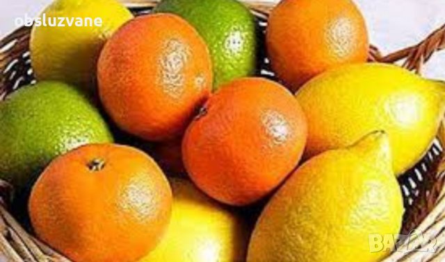 Цитрусови дръвчета, микс ❣️, снимка 1