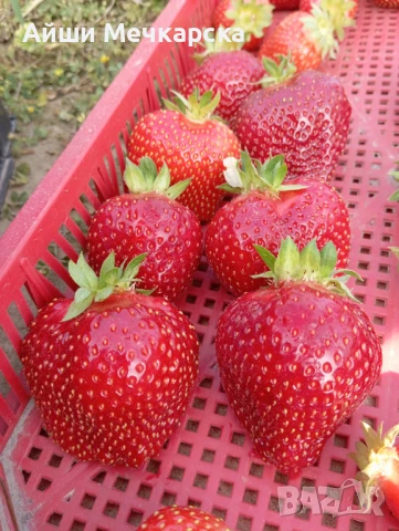 Продавам разсад ягоди сорт Алба., снимка 3 - Разсади - 51310162