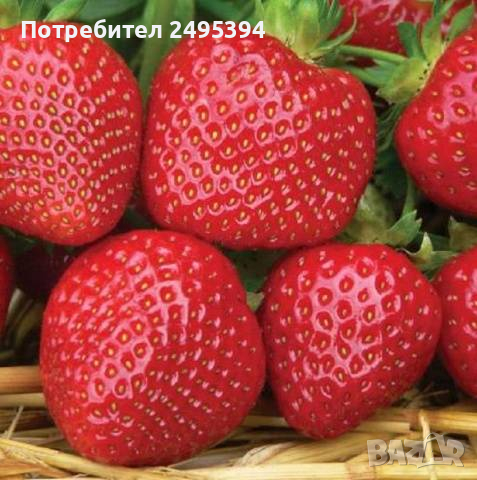 Prodavam korencheta celogodishni qgodi 2 sorta Albion i Elsinor, снимка 6 - Разсади - 44673066