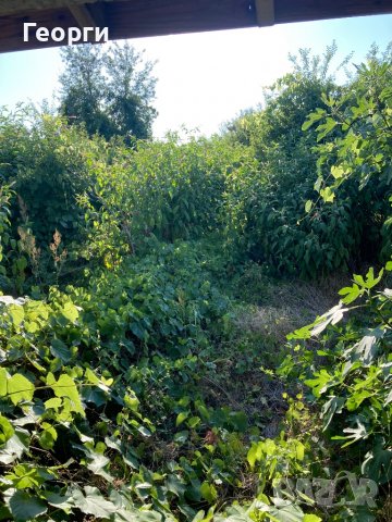 Косене на Трева и Почистване на Дворове, снимка 13 - Почистване на домове - 37740339