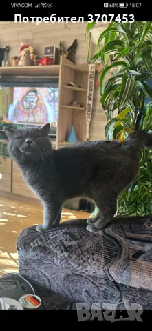 Британец, снимка 8 - Британска късокосместа - 42131150