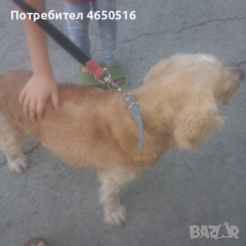 Кокер шпаньол породис , снимка 3 - Кокер шпаньол - 52407219