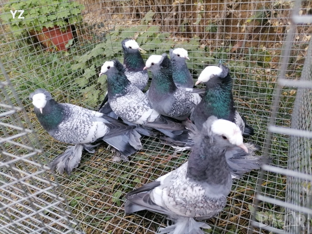 гълъби саксонски свещеници