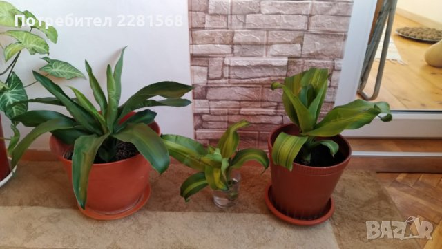 Декоративни палми, снимка 2 - Стайни растения - 39633794