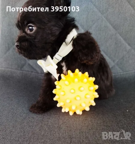 Floodle Frenchie момченце , снимка 6 - Френски булдог - 56473272