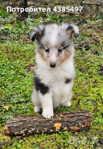 Кученца Шелти женска, снимка 5 - Други - 52802202