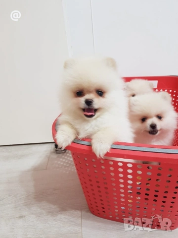 Померан померани Гр. София, снимка 9 - Померан - 54000226