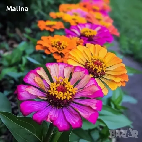 Семена висока и ниска циния 