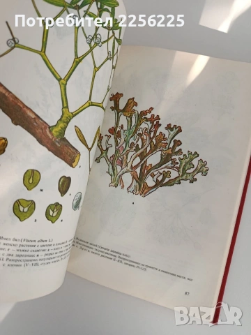 Атлас на лечебните растения в България, снимка 5 - Специализирана литература - 53155081