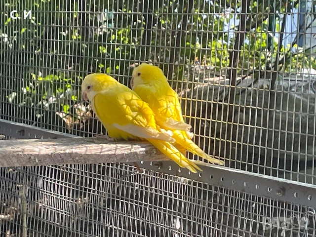 Чифт монаси лутино , снимка 1