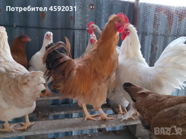 Петлета, снимка 12 - Кокошки и пуйки - 52930601