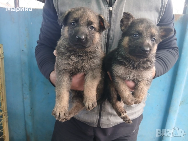 Немски овчарки мъжки и женски